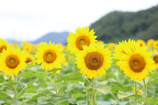 鮮やかなひまわり畑